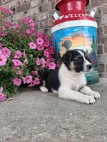 Kobe , a male Australian Cattle Dog for sale in Grabill, IN – 5 of 5