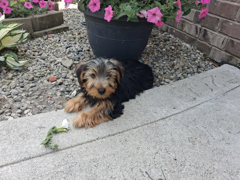 Manny – Yorkshire Terrier puppy for sale in Grabill, IN