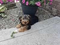 Manny, a male Yorkshire Terrier for sale in Grabill, IN – 1 of 6