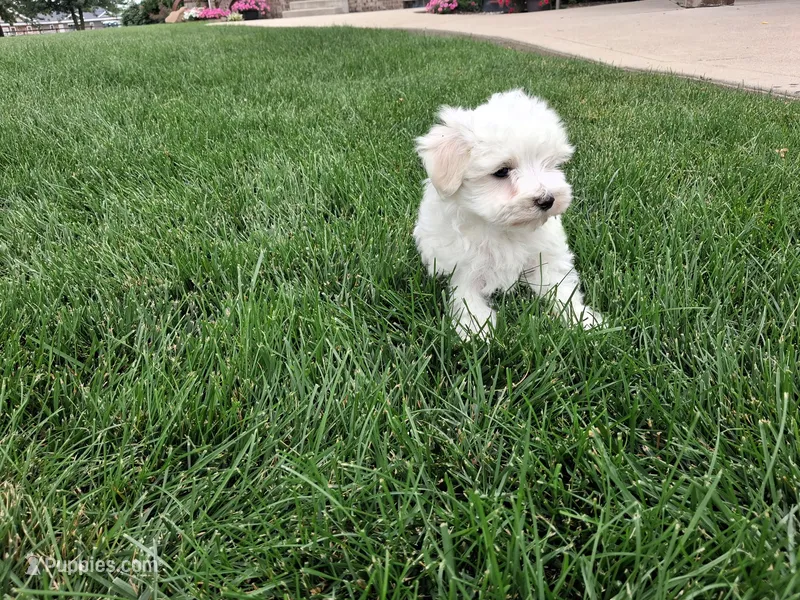 Tommy – Maltese puppy for sale in Grabill, IN