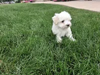 Tommy, a male Maltese for sale in Grabill, IN – 1 of 4