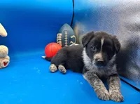 Tucker , a male Australian Cattle Dog for sale in Grabill, IN – Photo 2 of 5