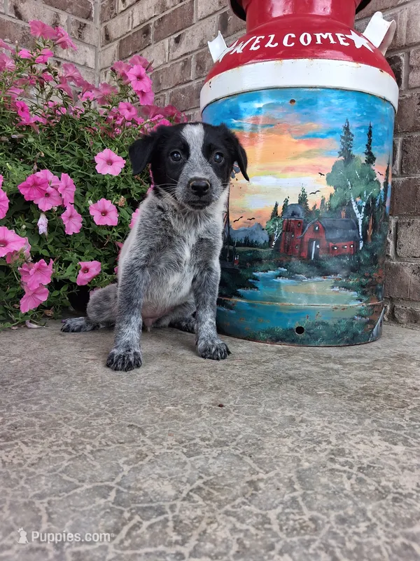 Kacey – Australian Cattle Dog puppy for sale in Grabill, IN