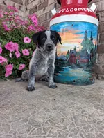 Kacey, a female Australian Cattle Dog for sale in Grabill, IN – 1 of 5