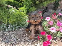 Miranda, a female Yorkshire Terrier for sale in Grabill, IN – 1 of 6