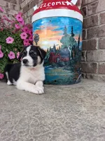 Kobe , a male Australian Cattle Dog for sale in Grabill, IN – 4 of 5