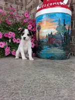 Kinsley, a female Australian Cattle Dog for sale in Grabill, IN – 2 of 5