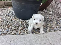 Tina, a female Maltese for sale in Grabill, IN – 5 of 5
