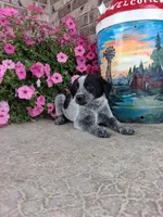 Kacey, a female Australian Cattle Dog for sale in Grabill, IN – 3 of 5