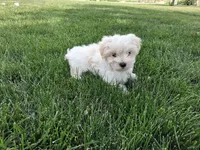 Tommy, a male Maltese for sale in Grabill, IN – 3 of 6