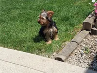 Malachi, a male Yorkshire Terrier for sale in Grabill, IN – 5 of 5