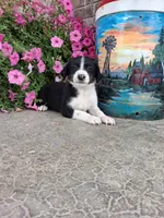 Kyrie, a male Australian Cattle Dog for sale in Grabill, IN – 2 of 5