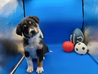 Tyler , a male Australian Cattle Dog for sale in Grabill, IN – Photo 1 of 6