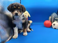 Tyler , a male Australian Cattle Dog for sale in Grabill, IN – Photo 5 of 6