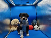 Tyler , a male Australian Cattle Dog for sale in Grabill, IN – Photo 3 of 6