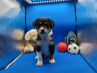 Tyler , a male Australian Cattle Dog for sale in Grabill, IN – Photo 4 of 6