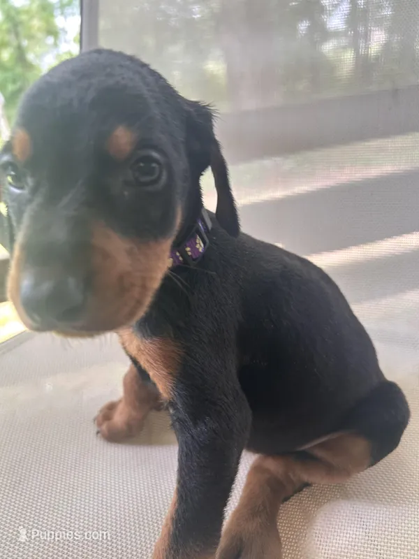 Purple Girl  – Doberman Pinscher puppy for sale in Jefferson, TX