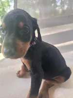 Purple Girl , a female Doberman Pinscher for sale in Jefferson, TX – Photo 1 of 5