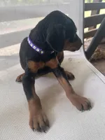 Purple Girl , a female Doberman Pinscher for sale in Jefferson, TX – Photo 5 of 5