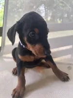 Purple Girl , a female Doberman Pinscher for sale in Jefferson, TX – Photo 3 of 5