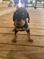 Purple Girl , a female Doberman Pinscher for sale in Jefferson, TX – Photo 2 of 5