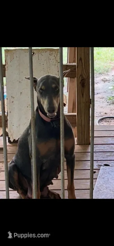 males and females available – Doberman Pinscher puppy for sale in Jefferson, TX