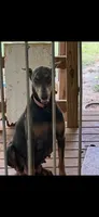 males and females available, a female Doberman Pinscher for sale in Jefferson, TX – Photo 1 of 2