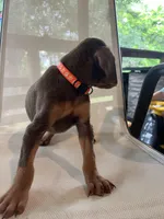 Orange Girl , a female Doberman Pinscher for sale in Jefferson, TX – Photo 2 of 6