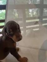 Orange Girl , a female Doberman Pinscher for sale in Jefferson, TX – Photo 4 of 6