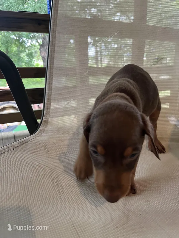 Orange Girl  – Doberman Pinscher puppy for sale in Jefferson, TX