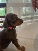 Orange Girl , a female Doberman Pinscher for sale in Jefferson, TX – Photo 5 of 6