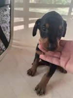 Purple Girl , a female Doberman Pinscher for sale in Jefferson, TX – Photo 4 of 5