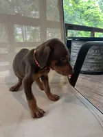 Orange Girl , a female Doberman Pinscher for sale in Jefferson, TX – Photo 6 of 6