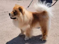 BoBo AKC, a male Chow Chow for sale in Crook, CO – 5 of 5