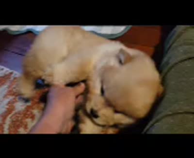 Bri, a female Chow Chow for sale in Crook, CO – 4 of 4