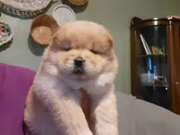 Bri, a female Chow Chow for sale in Crook, CO – 1 of 4