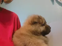 BoBo AKC, a male Chow Chow for sale in Crook, CO – 3 of 5