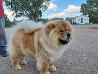 BoBo AKC, a male Chow Chow for sale in Crook, CO – 4 of 5