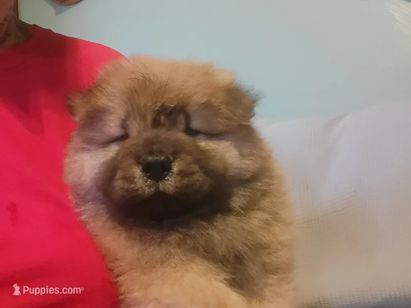 BoBo AKC – Chow Chow puppy for sale in Crook, CO