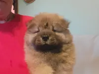 BoBo AKC, a male Chow Chow for sale in Crook, CO – 2 of 5