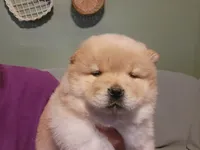Bri, a female Chow Chow for sale in Crook, CO – 3 of 4