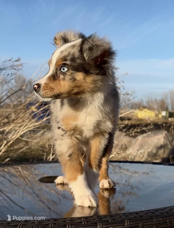 Danny, a male Australian Shepherd for sale in Watkins, MN – Photo 1 of 1