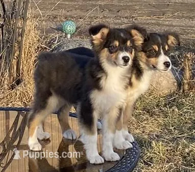 Tommy – Australian Shepherd puppy for sale in Watkins, MN