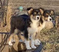 Tommy, a male Australian Shepherd for sale in Watkins, MN – 1 of 1