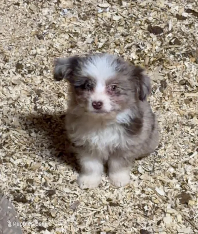 Boo – Miniature Aussiedoodle puppy for sale in Watkins, MN