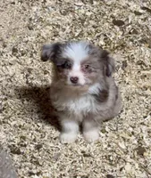 Boo, a female Miniature Aussiedoodle for sale in Watkins, MN – 1 of 1