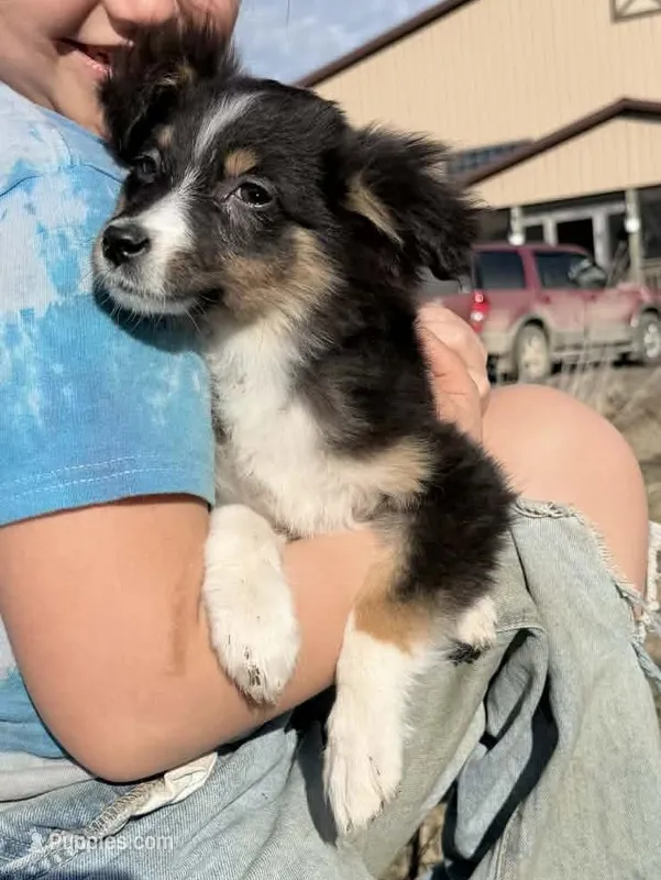 Sweetie – Australian Shepherd puppy for sale in Watkins, MN