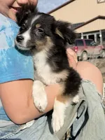 Sweetie, a female Australian Shepherd for sale in Watkins, MN – 1 of 1