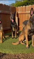 Maya, a female Belgian Malinois for sale in Oak Forest, IL – 2 of 6