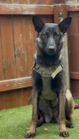 Maya, a female Belgian Malinois for sale in Oak Forest, IL – 4 of 6